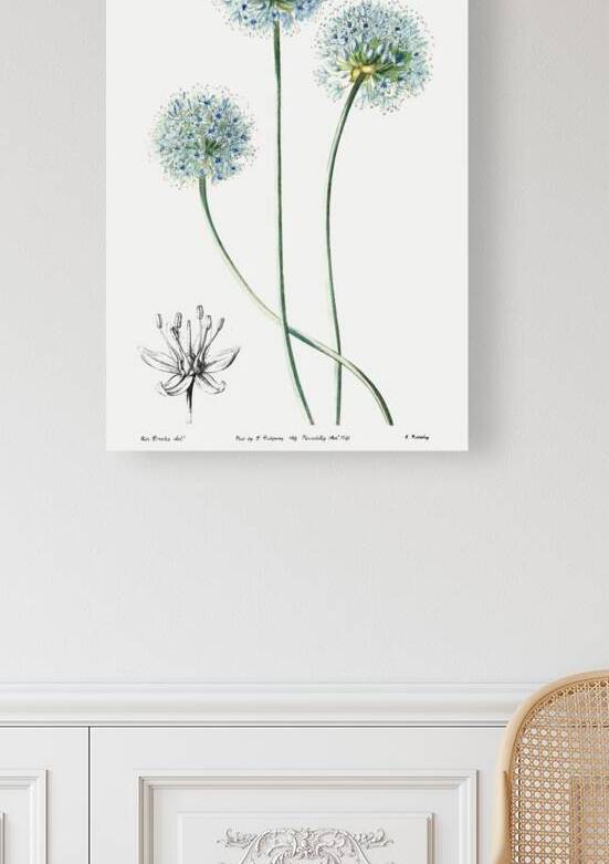 Blue leek from Edwards Botanical Register 1829-1847  by Sydenham Edwards John Lindley and James Ridgway. by IStockHistory com
