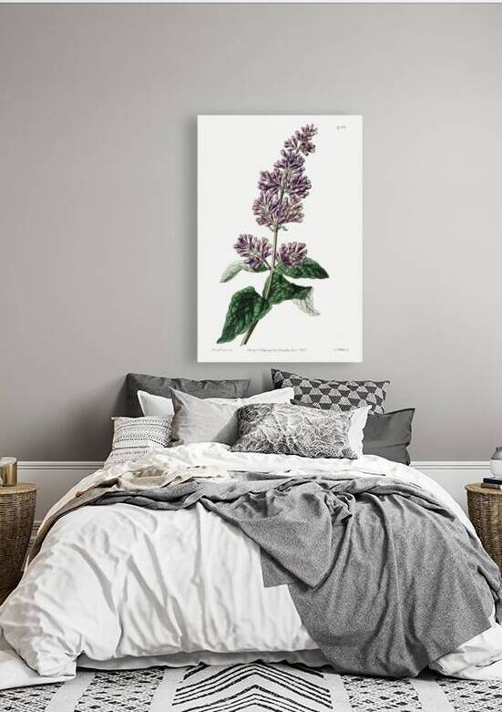 Lady Josikas lilac from Edwards Botanical Register 1829-1847  by Sydenham Edwards John Lindley and James Ridgway. by IStockHistory com
