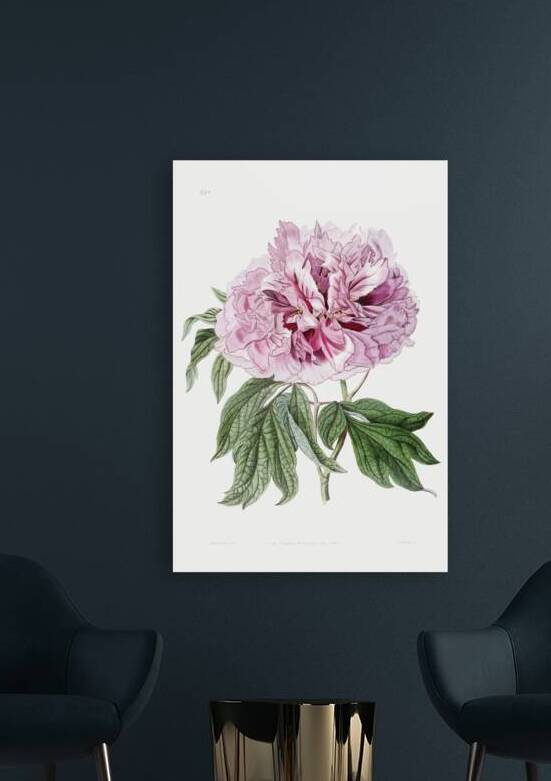 Double red curled tree peony from Edwards Botanical Register 1829-1847  by Sydenham Edwards John Lindley and James Ridgway. by IStockHistory com