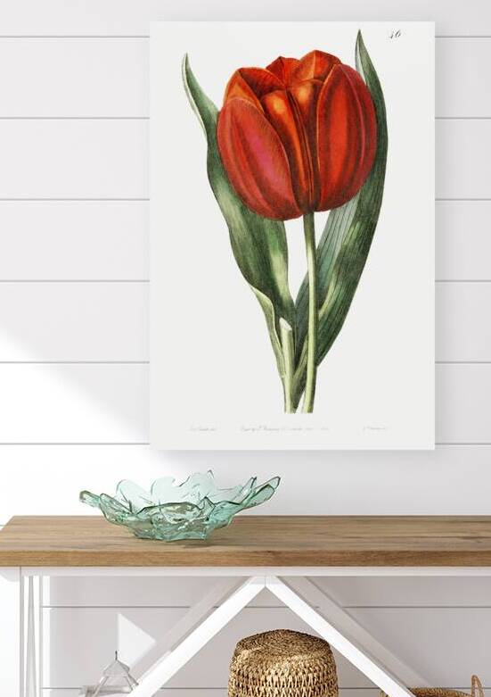 Gesners tulip from Edwards Botanical Register 1829-1847  by Sydenham Edwards John Lindley and James Ridgway. by IStockHistory com