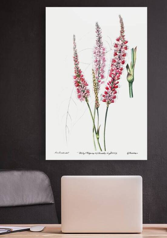 Stem-clasping polygonum from Edwards Botanical Register 1829-1847  by Sydenham Edwards John Lindley and James Ridgway. by IStockHistory com