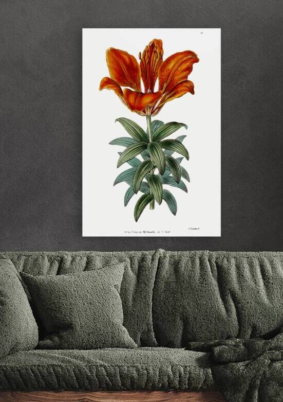 Blood red lily from Edwards Botanical Register 1829-1847  by Sydenham Edwards John Lindley and James Ridgway. by IStockHistory com