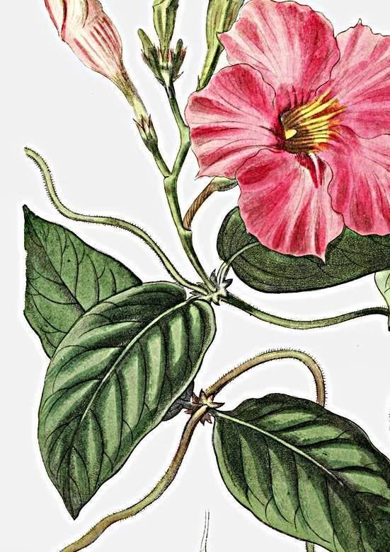 Knob-jointed dipladenia from Edwards Botanical Register 1829-1847  by Sydenham Edwards John Lindley and James Ridgway. by IStockHistory com