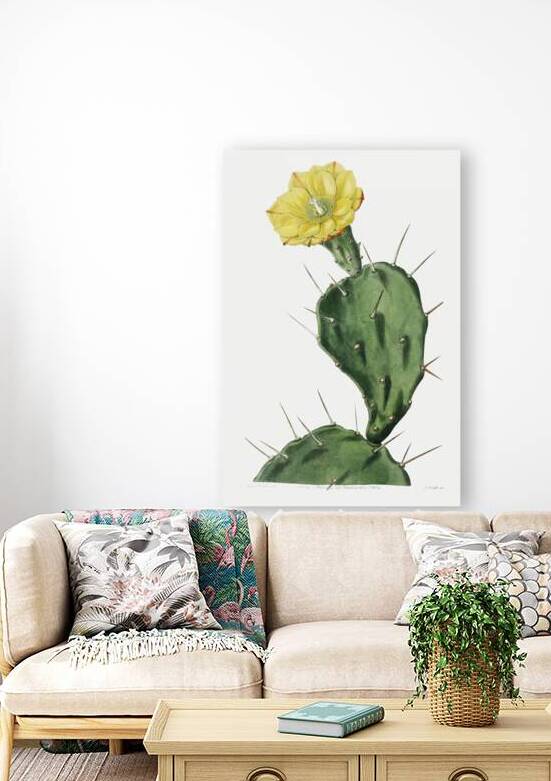 One spined opuntia from Edwards Botanical Register 1829-1847  by Sydenham Edwards John Lindley and James Ridgway. by IStockHistory com
