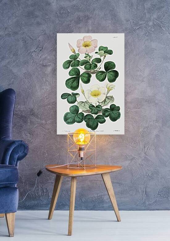 Variable oxalis from Edwards Botanical Register 1829-1847  by Sydenham Edwards John Lindley and James Ridgway. by IStockHistory com