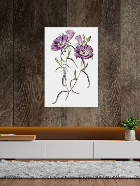 Large Purple Chilian Evening Primrose from Edwards Botanical Register 1829-1847  by Sydenham Edwards John Lindley and James Ridgway. by IStockHistory com