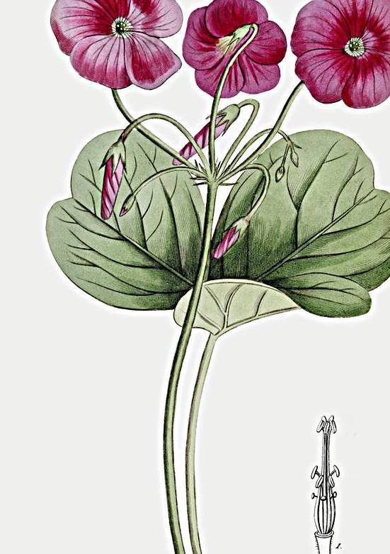 Bowies oxalis from Edwards Botanical Register 1829-1847  by Sydenham Edwards John Lindley and James Ridgway. by IStockHistory com