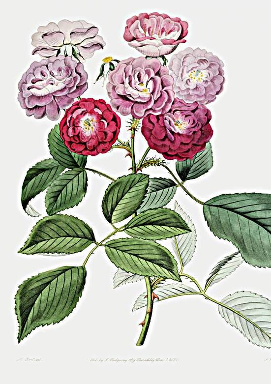 The seven sisters rose from Edwards Botanical Register 1829-1847  by Sydenham Edwards John Lindley and James Ridgway. by IStockHistory com
