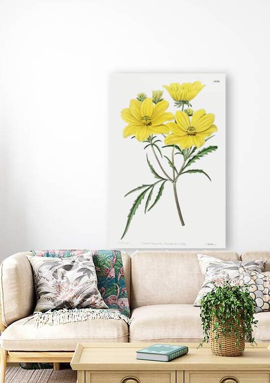 Golden coreopsis from Edwards Botanical Register 1829-1847  by Sydenham Edwards John Lindley and James Ridgway. by IStockHistory com