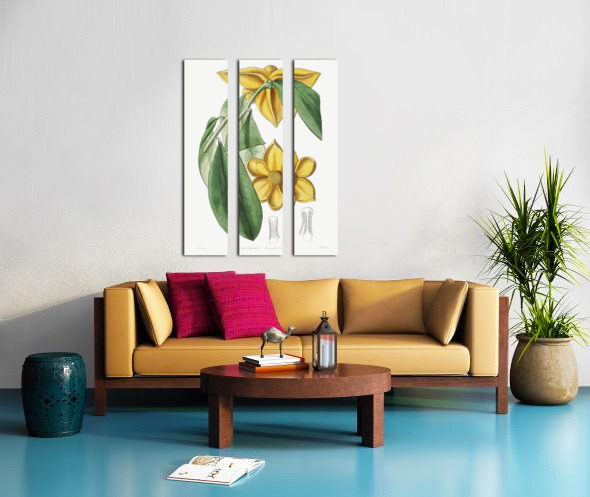 Laurel-leaved custard apple from Edwards Botanical Register 1829-1847  by Sydenham Edwards John Lindley and James Ridgway. Split Canvas print