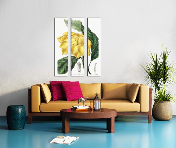 De Candolles talaum tree from Edwards Botanical Register 1829-1847  by Sydenham Edwards John Lindley and James Ridgway. Split Canvas print