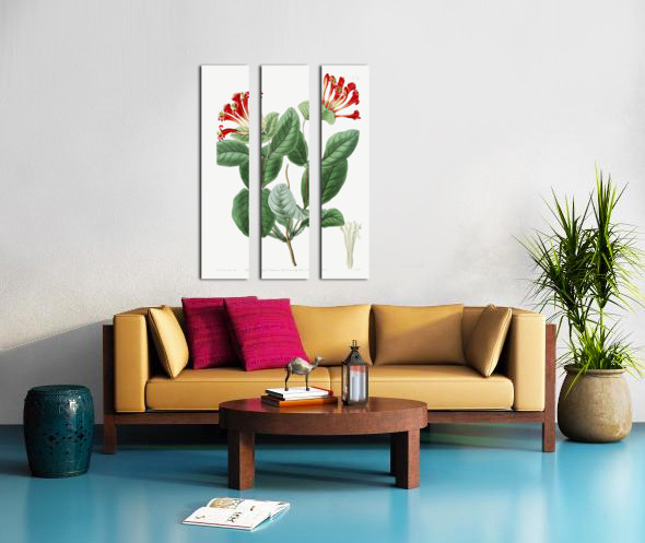 The north-west honeysuckle from Edwards Botanical Register 1829-1847  by Sydenham Edwards John Lindley and James Ridgway. Split Canvas print