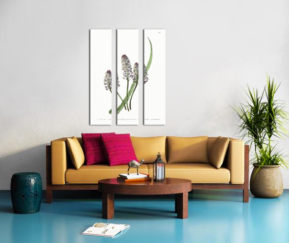 Meadow squill from Edwards Botanical Register 1829-1847  by Sydenham Edwards John Lindley and James Ridgway. Split Canvas print