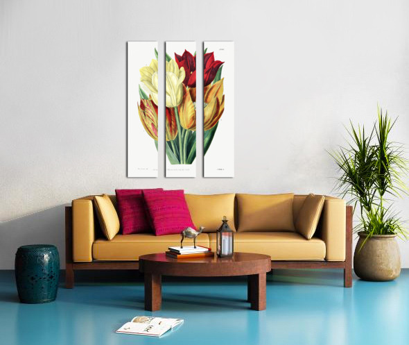 Rough stemmed tulip from Edwards Botanical Register 1829-1847  by Sydenham Edwards John Lindley and James Ridgway. Split Canvas print