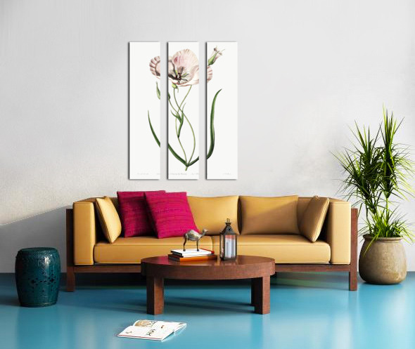 atiny calochortus from Edwards Botanical Register 1829-1847  by Sydenham Edwards John Lindley and James Ridgway. Split Canvas print