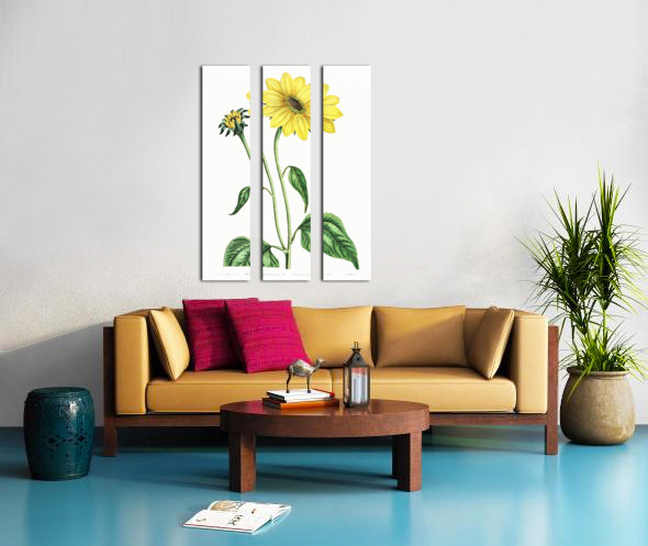 Trumpet stalked sunflower from Edwards Botanical Register 1829-1847  by Sydenham Edwards John Lindley and James Ridgway. Split Canvas print