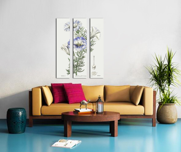 Sky blue alona from Edwards Botanical Register 1829-1847  by Sydenham Edwards John Lindley and James Ridgway. Split Canvas print