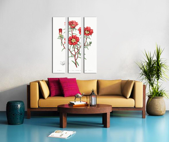 Portulaca splendens from Edwards Botanical Register 1829-1847  by Sydenham Edwards John Lindley and James Ridgway. Split Canvas print