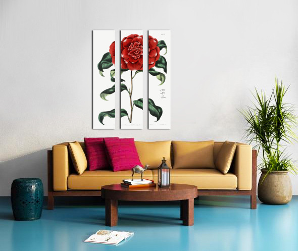 Mr. Reevess crimson camellia from Edwards Botanical Register 1829-1847  by Sydenham Edwards John Lindley and James Ridgway. Split Canvas print