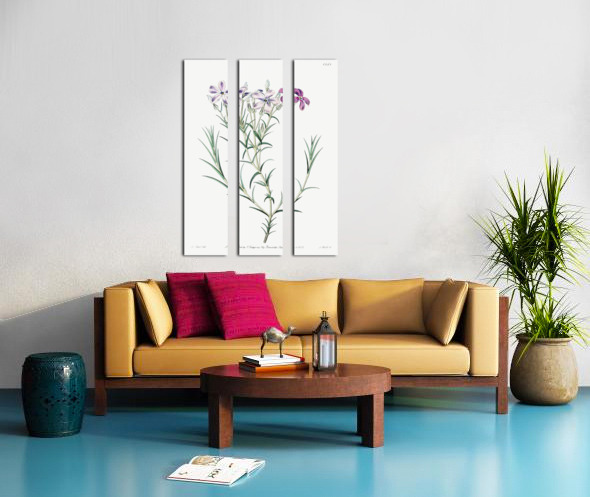 Shewy phlox from Edwards Botanical Register 1829-1847  by Sydenham Edwards John Lindley and James Ridgway. Split Canvas print