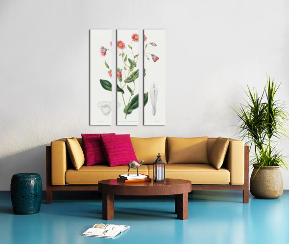 Captain Mangles rhodanthe from Edwards Botanical Register 1829-1847  by Sydenham Edwards John Lindley and James Ridgway. Split Canvas print