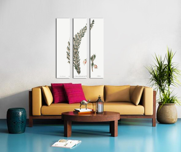 Bell-bearing heath from Edwards Botanical Register 1829-1847  by Sydenham Edwards John Lindley and James Ridgway. Split Canvas print