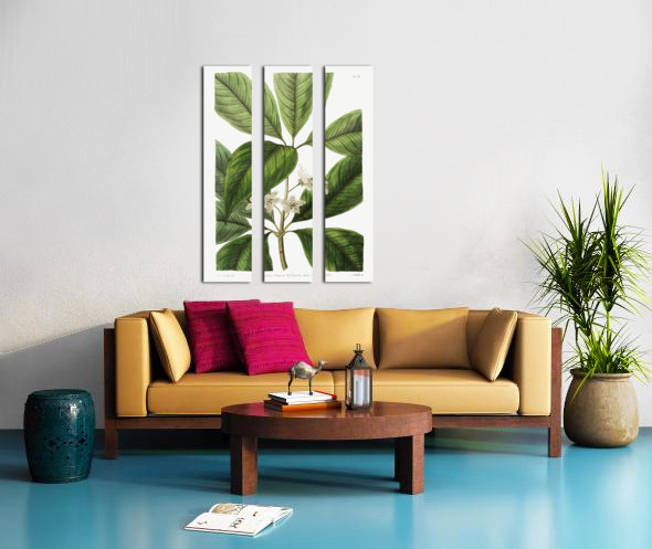 Large-leaved tristania from Edwards Botanical Register 1829-1847  by Sydenham Edwards John Lindley and James Ridgway. Split Canvas print