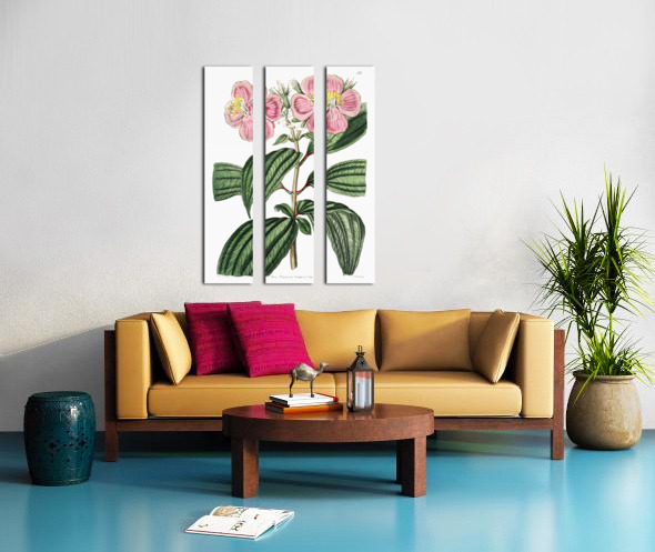 Starry osbeckia from Edwards Botanical Register 1829-1847  by Sydenham Edwards John Lindley and James Ridgway. Split Canvas print