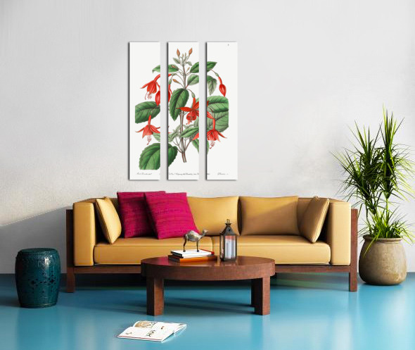 Standishs fuchsia from Edwards Botanical Register 1829-1847  by Sydenham Edwards John Lindley and James Ridgway. Split Canvas print