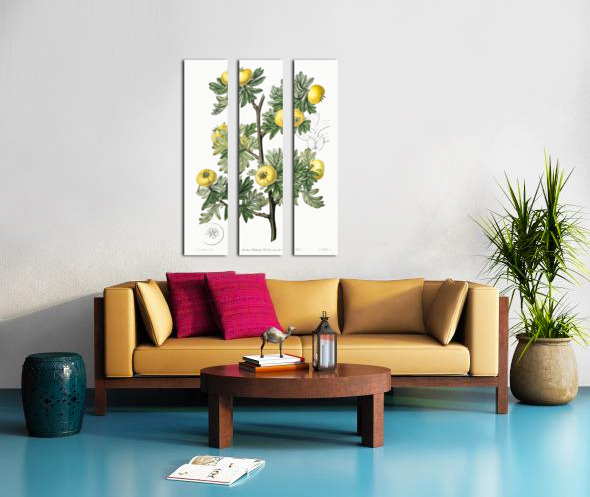 Tansy-leaved hawthorn from Edwards Botanical Register 1829-1847  by Sydenham Edwards John Lindley and James Ridgway. Split Canvas print