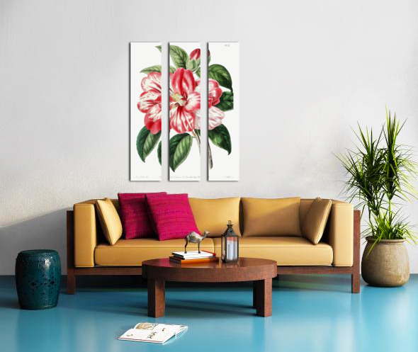 Donckelaers japan camelia from Edwards Botanical Register 1829-1847  by Sydenham Edwards John Lindley and James Ridgway. Split Canvas print