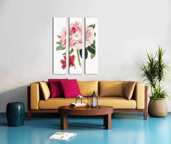 The lovely rhododendron from Edwards Botanical Register 1829-1847  by Sydenham Edwards John Lindley and James Ridgway. Split Canvas print