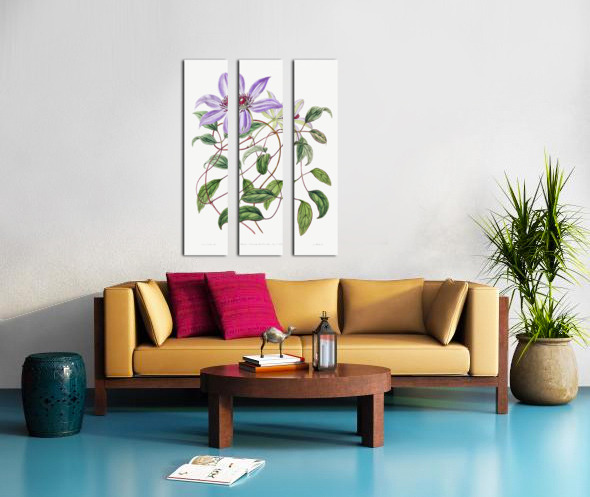 Violet clematis flower from Edwards Botanical Register 1829-1847  by Sydenham Edwards John Lindley and James Ridgway. Split Canvas print