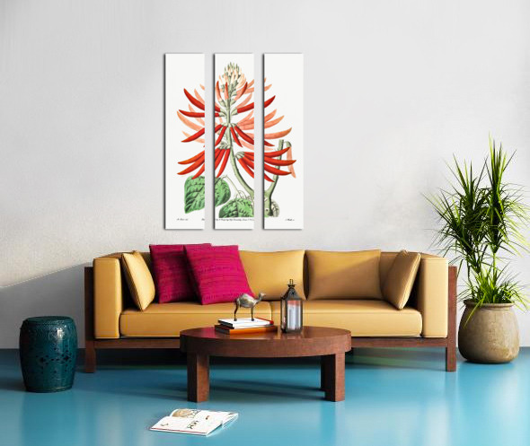 Naked-flowering Erythrina from Edwards Botanical Register 1829-1847  by Sydenham Edwards John Lindley and James Ridgway. Split Canvas print