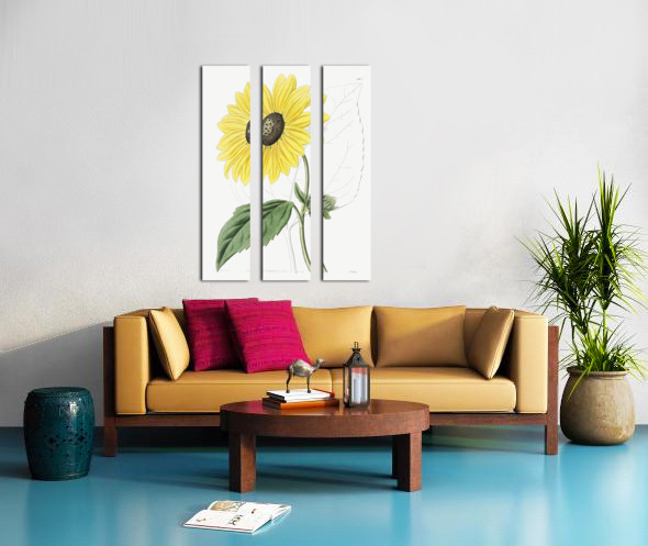 Californian Sunflower from Edwards Botanical Register 1829-1847  by Sydenham Edwards John Lindley and James Ridgway. Split Canvas print