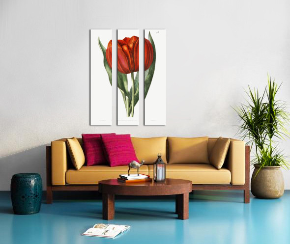 Gesners tulip from Edwards Botanical Register 1829-1847  by Sydenham Edwards John Lindley and James Ridgway. Split Canvas print