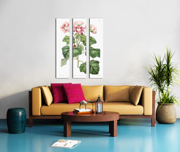 Rhomb leaved palavia from Edwards Botanical Register 1829-1847  by Sydenham Edwards John Lindley and James Ridgway. Split Canvas print