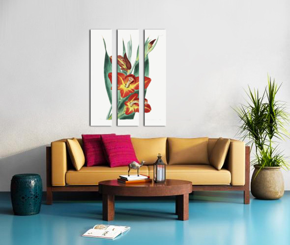 The parrot gladiole from Edwards Botanical Register 1829-1847  by Sydenham Edwards John Lindley and James Ridgway. Split Canvas print