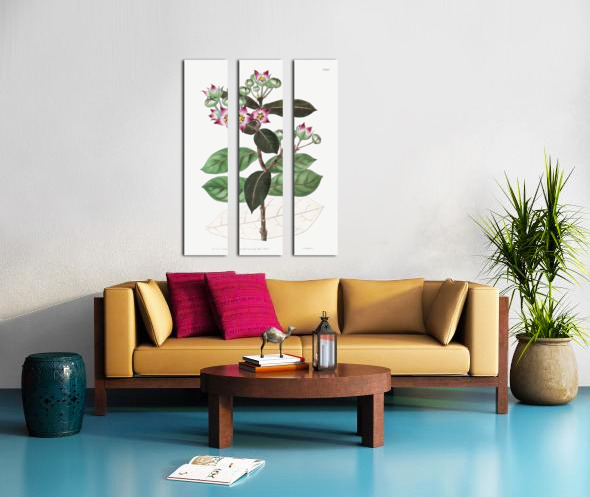 Tall calotropis from Edwards Botanical Register 1829-1847  by Sydenham Edwards John Lindley and James Ridgway. Split Canvas print