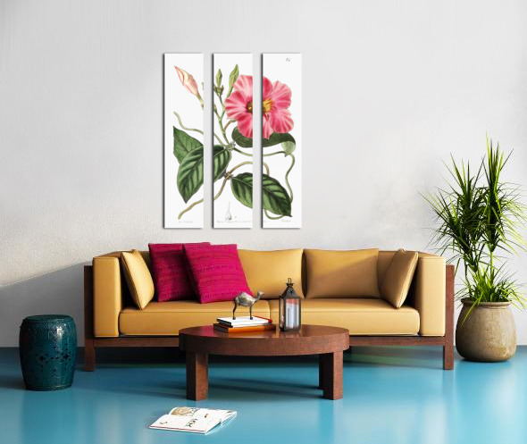 Knob-jointed dipladenia from Edwards Botanical Register 1829-1847  by Sydenham Edwards John Lindley and James Ridgway. Split Canvas print