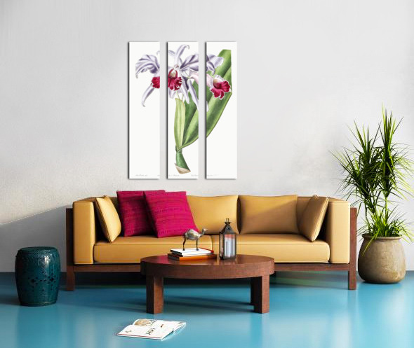 Crimson-lipped cattleya from Edwards Botanical Register 1829-1847  by Sydenham Edwards John Lindley and James Ridgway. Split Canvas print