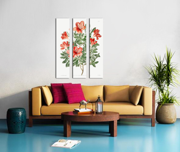 The brick-red Chinese azalea from Edwards Botanical Register 1829-1847  by Sydenham Edwards John Lindley and James Ridgway. Split Canvas print