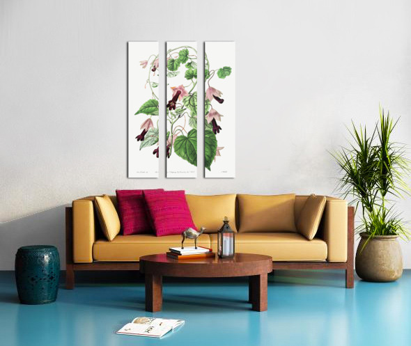Twinning red-cloak from Edwards Botanical Register 1829-1847  by Sydenham Edwards John Lindley and James Ridgway. Split Canvas print