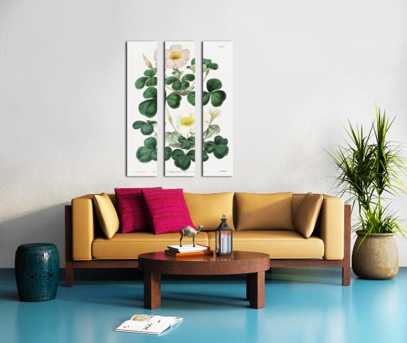 Variable oxalis from Edwards Botanical Register 1829-1847  by Sydenham Edwards John Lindley and James Ridgway. Split Canvas print