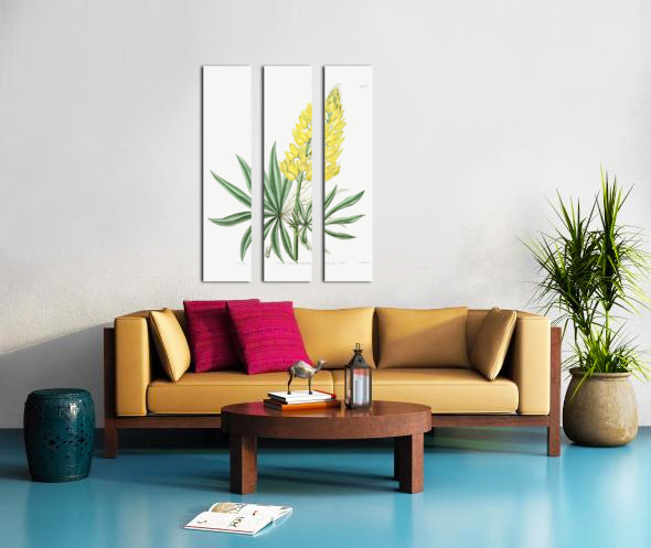 Yellow perennial lupine from Edwards Botanical Register 1829-1847  by Sydenham Edwards John Lindley and James Ridgway. Split Canvas print