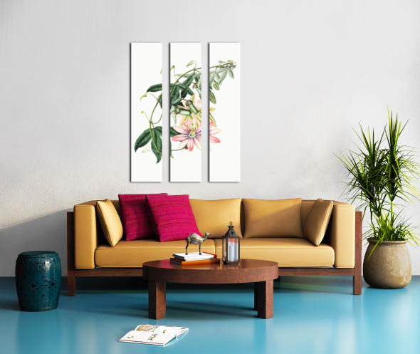 Mrs.Marryats tacsonia from Edwards Botanical Register 1829-1847  by Sydenham Edwards John Lindley and James Ridgway. Split Canvas print