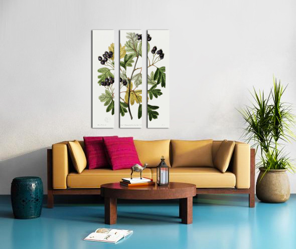 Broad-leaved thorn from Edwards Botanical Register 1829-1847  by Sydenham Edwards John Lindley and James Ridgway. Split Canvas print