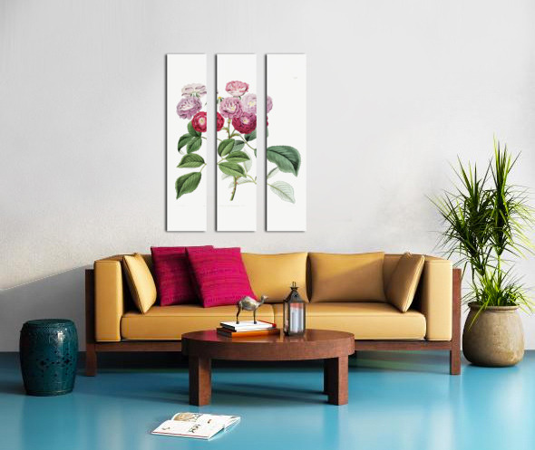 The seven sisters rose from Edwards Botanical Register 1829-1847  by Sydenham Edwards John Lindley and James Ridgway. Split Canvas print