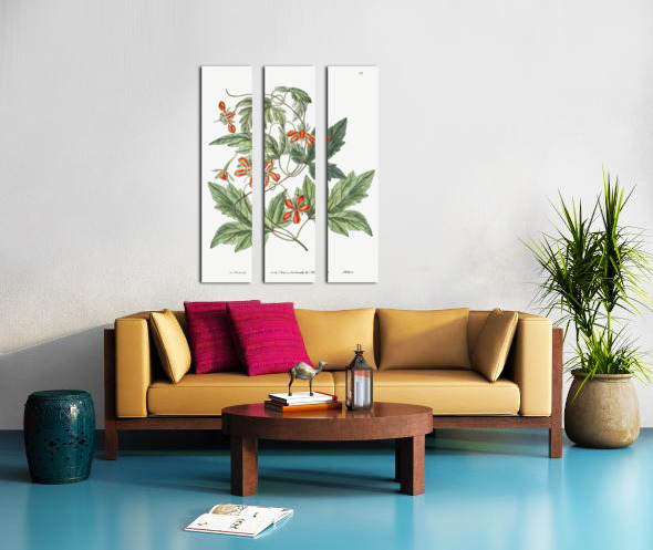 Red loasa from Edwards Botanical Register 1829-1847  by Sydenham Edwards John Lindley and James Ridgway. Split Canvas print