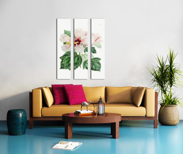 Marsh hibiscus from Edwards Botanical Register 1829-1847  by Sydenham Edwards John Lindley and James Ridgway. Split Canvas print